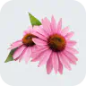 Echinacea