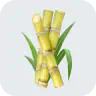 Sugar Cane